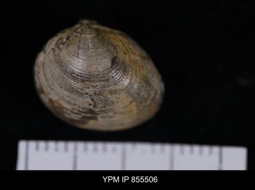 Limopsis striatopunctatus