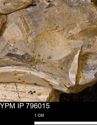 undet. Mollusca
