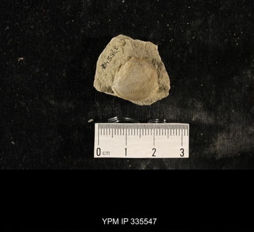 Linoproductus sp.