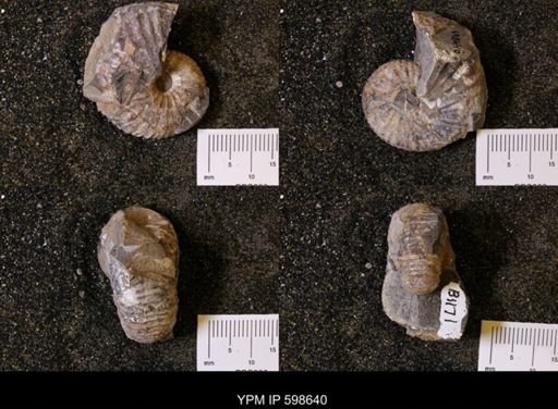Scaphites sp.