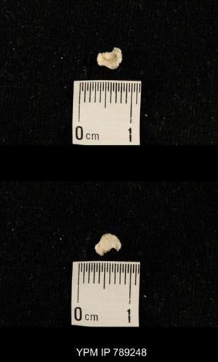 undet. Brachiopoda