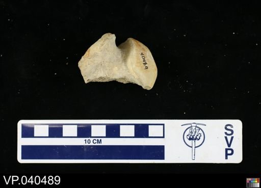Platecarpus sp.