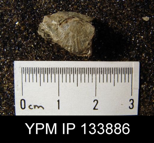 Stropheodonta cf. inaequistriata