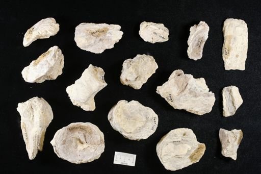 undet. Ichthyodectidae