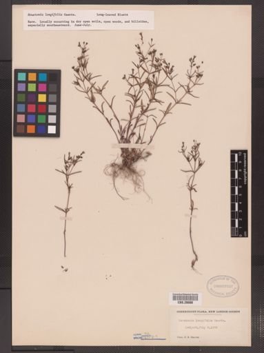 Houstonia longifolia