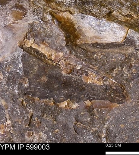 undet. Bivalvia