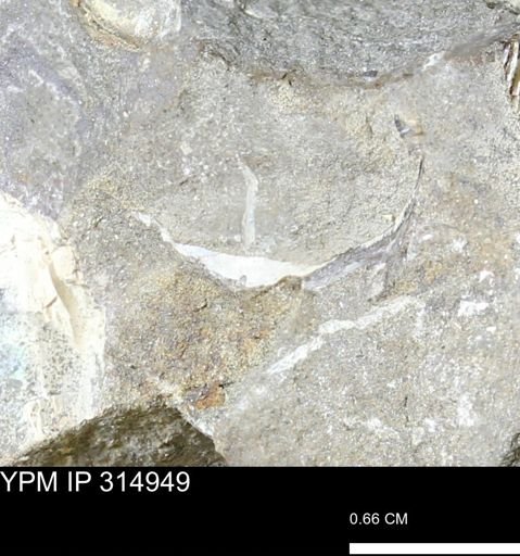 undet. Mollusca