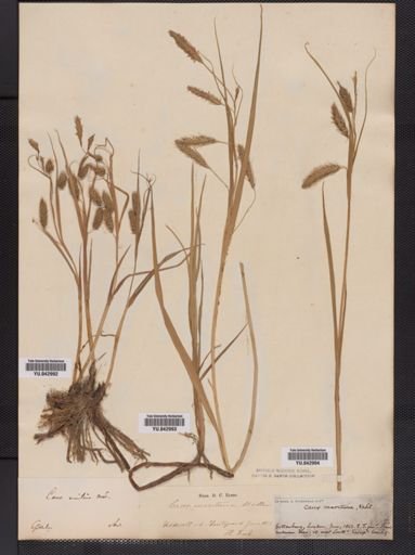 Carex
