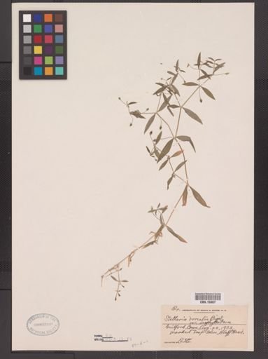 Stellaria calycantha