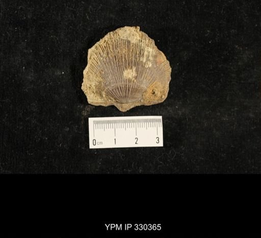 Crania modesta