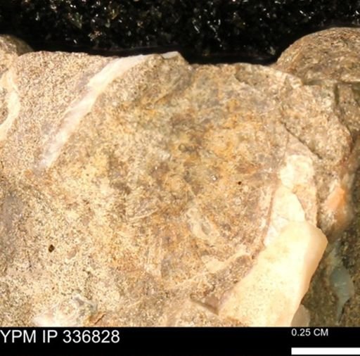 undet. Mollusca