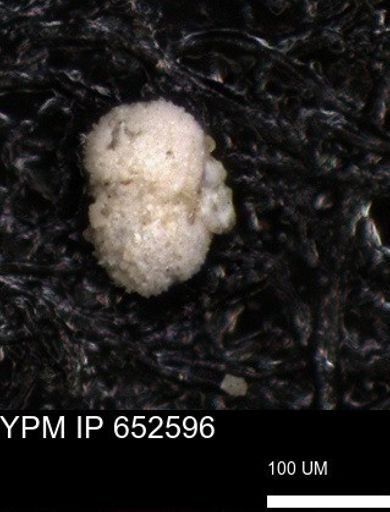 undet. Foraminiferida