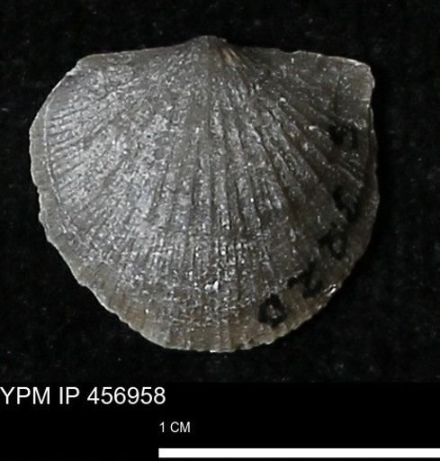 Stropheodonta sp.