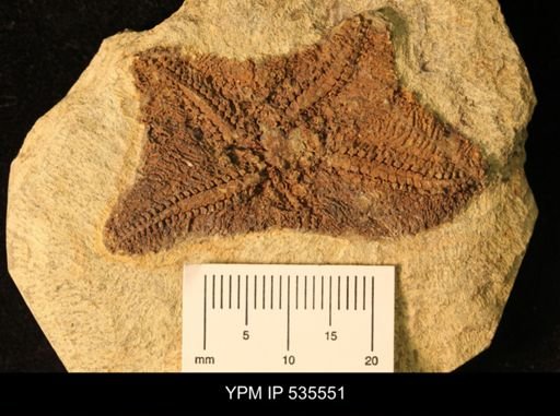Cantabrigiaster fezouataensis