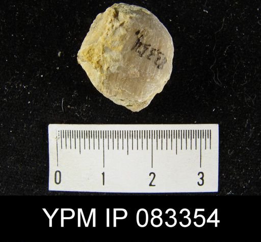 Stropheodonta varistriata