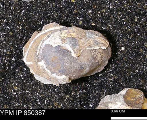 Limopsis striatopunctatus