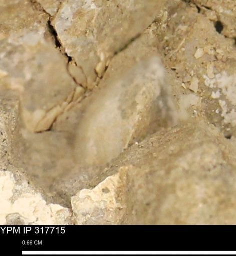 undet. Mollusca