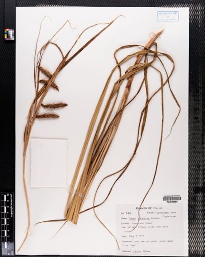 Carex