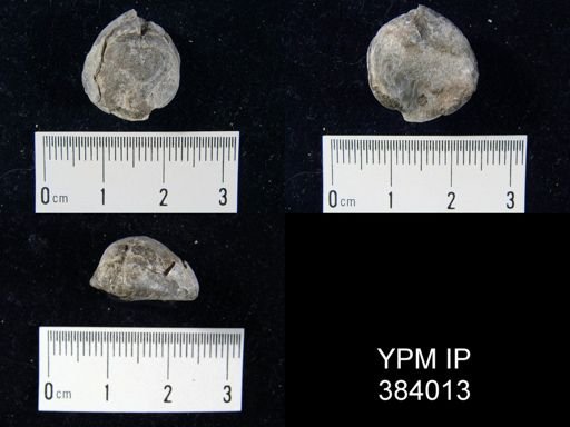 Eatonia peculiaris