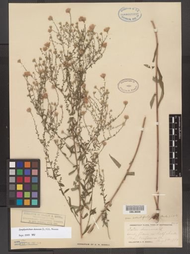 Symphyotrichum dumosum
