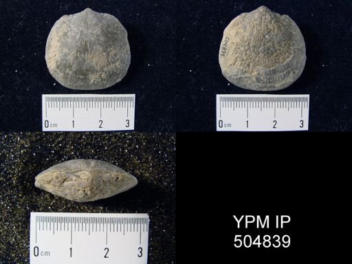 Dalmanella subcarinata