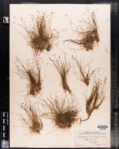Eleocharis acicularis