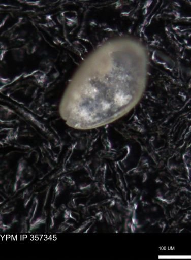 undet. Foraminiferida