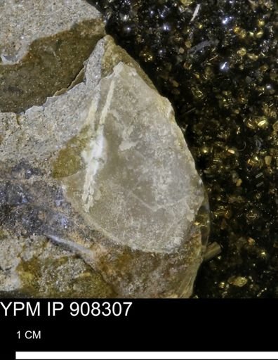 undet. Bivalvia