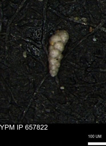 Verneuilinoides kansasensis