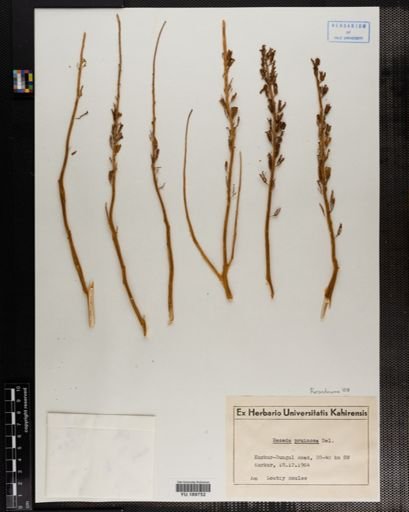 Plantae