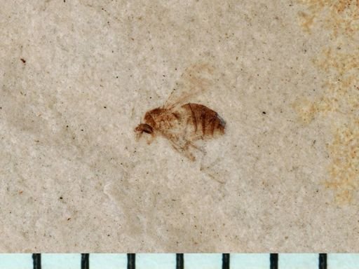 Diptera?