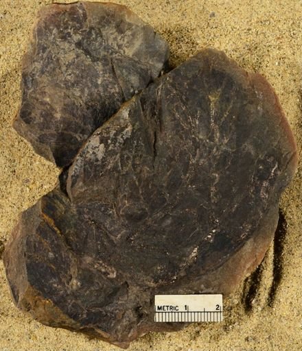 Pecopteris sp.