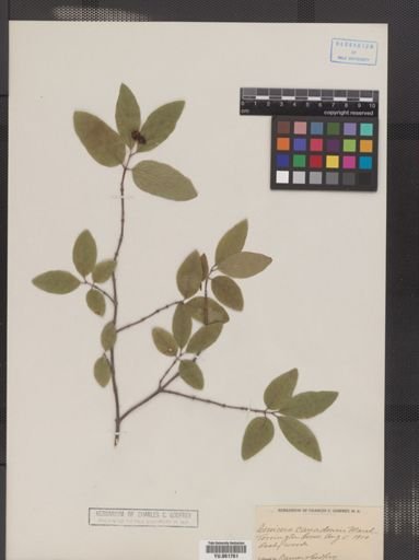 Lonicera canadensis