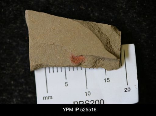 undet. Synziphosurina