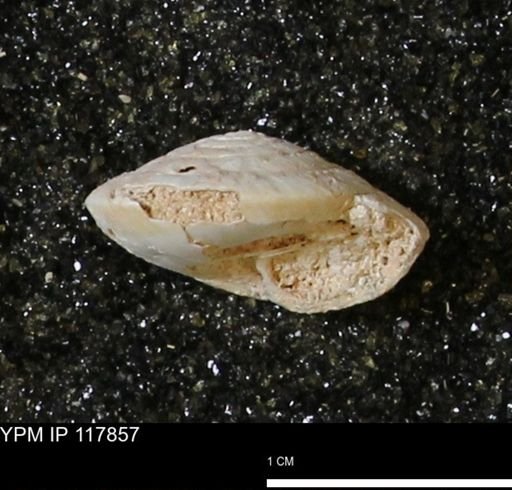 Poecilozonites bermudensis zonatus