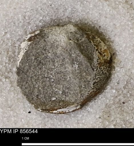 Protocardia sp.