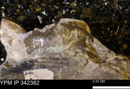 undet. Ammonoidea