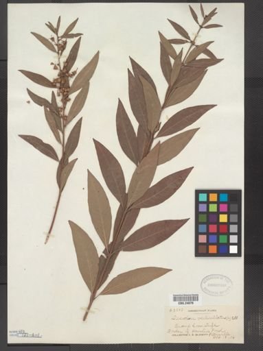 Decodon verticillatus
