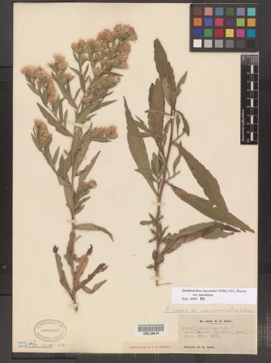 Symphyotrichum lanceolatum lanceolatum