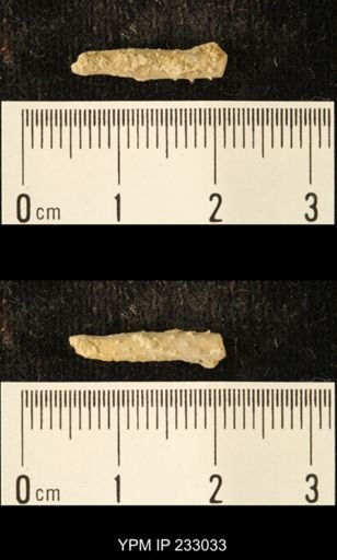 Archaeocidaris sp.