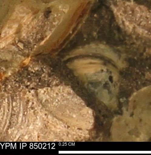 undet. Collignoniceratidae