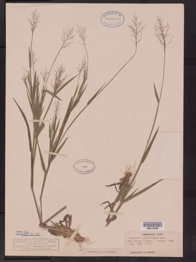 Panicum subvillosum