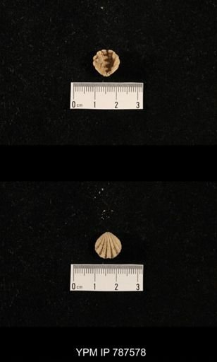 undet. Brachiopoda