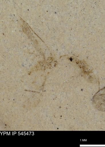 undet. Insecta