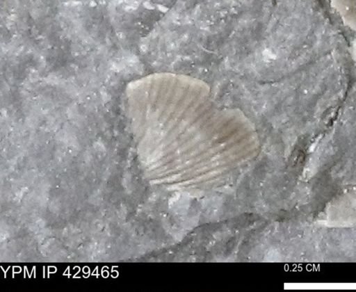 Devonochonetes scitulus