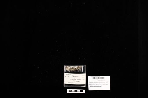 Latastia longicaudata
