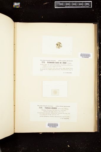 Kirchneriella lunaris var. dianae