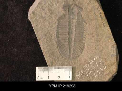 Ogygopsis klotzi