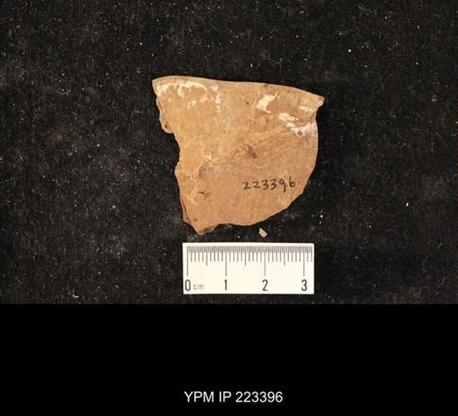 undet. Hexapoda