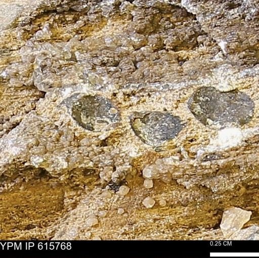 Teredo sp.